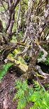 Plants: image 22 Of 208 Thumb